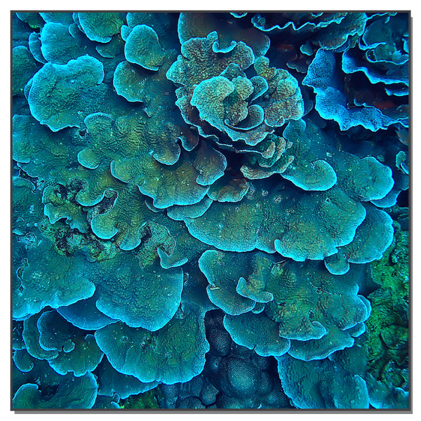 Tableau acoustique : Corail Art