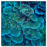 Tableau acoustique : Corail Art